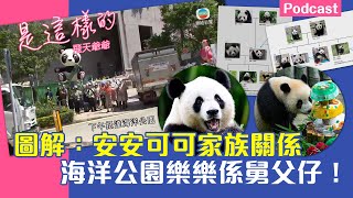 圖解：安安可可家族關係｜海洋公園樂樂係舅父仔！ [upl. by Ellasal]