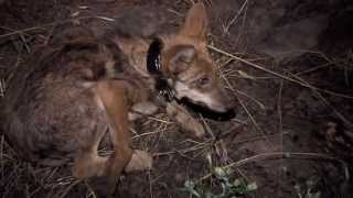 Mexican Gray Wolf Study [upl. by Tomasine]