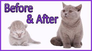 ✔️ Learn How Baby Kittens Grow 010 Weeks British Shorthair Lilac Kitten Compilation [upl. by Afital]