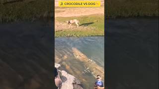 DOG AND CROCODILE a dog runs away in fear after realizing there is a crocodile in the pool water [upl. by Iggam233]