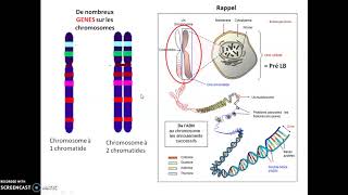 Structure dun anticorps logiciel Rastop 2 sur 3 [upl. by Ennayelhsa]