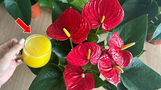 Just 1 glass Anthurium blooms all year non stop  Natural Fertilizer [upl. by Khorma]