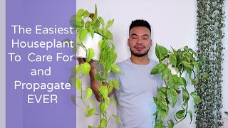 How to Care and Propagate Your Pothos From Cuttings  The Perfect Houseplant for Beginners [upl. by Georgeanne]