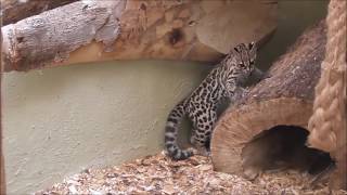 Margay Cub Plays With Mouse [upl. by Osnofla]