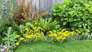 Stonecrop Sedum With Yellow Flowers  June 21 [upl. by Analla]