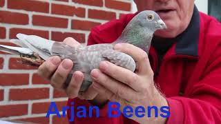 ARJAN BEENS PIGEONS NATIONAL WINNERS [upl. by Ailaht228]