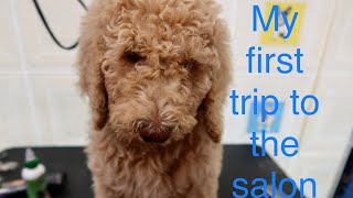 Dog Grooming  A standard Poodle puppy 1st cut [upl. by Sedlik142]