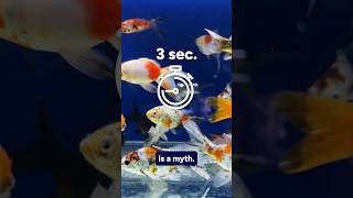 Do goldfish really have a 3second memory [upl. by Aneetsirhc]