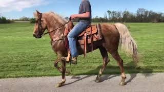 Tatum gorgeous golden palomino gaited gelding for sale [upl. by Aynna]