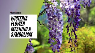 Wisteria Flower Meaning amp Symbolism [upl. by Demmy108]