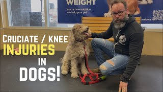 ACL injuries in dogs how to prevent and treat them [upl. by Layne]