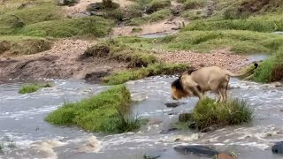 Male lion trying everything to avoid getting his paws wet [upl. by Ofelia]