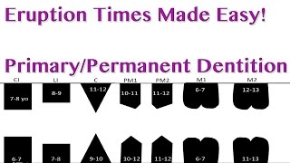 Tooth Eruption Sequence  PrimaryPermanent Dentition [upl. by Richmond319]