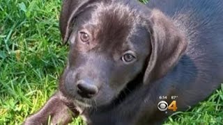 Coyote Snatches Puppy Right In Front Of Horrified Owner [upl. by Pogue553]