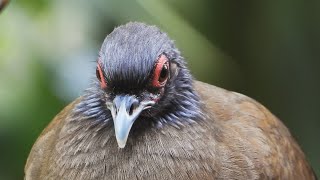 West Mexican Chachalaca [upl. by Atiuqcaj]