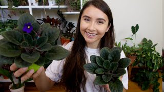 African Violet Complete Care Guide  Propagation Attempt [upl. by Caravette]