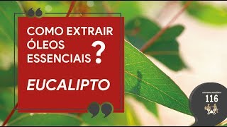 COMO EXTRAIR ÓLEOS ESSENCIAIS  EUCALIPTO [upl. by Singer112]