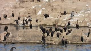 Cormorants at Conowingo Dam [upl. by Joh]