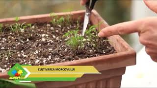 Cultivarea morcovului [upl. by Sert]