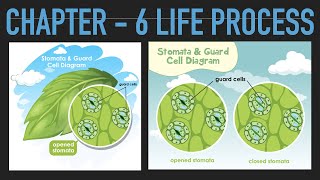 10th Standard Science Chapter6 Life Process  English Medium  Kannada Medium [upl. by Aryt353]