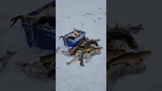 knee Lake ice fishing [upl. by Burgess]