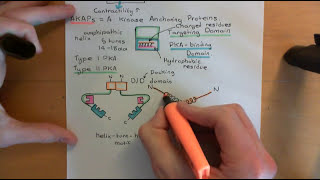 Cyclic AMP Signalling Part 9 [upl. by Gilmore]