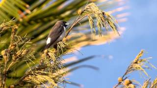 Whitebreasted Woodswallow Artamus leucorynchus  WeissbauchSchwalbenstar [upl. by Layman]