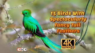 Spectacularly Fancy Tail Feather birds 4K [upl. by Pitt]