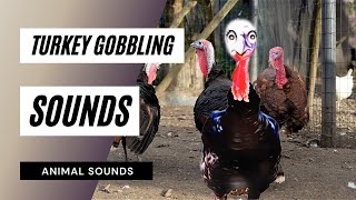 Turkey Gobbling Sounds  the animal sounds turkey gobbling loud  sound effect  animation [upl. by Nylra]