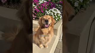 Dog smiles doglover goldenretriever puppy brawni [upl. by Bradan537]