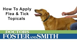 Applying K9 Advantix II for dogs  Tick amp flea prevention and control [upl. by Clementis]