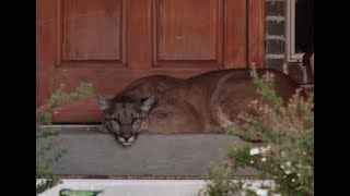 She Thought A Massive Dog Was Lying On Her Porch But When She Went Closer Yikes [upl. by Evangelin]