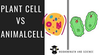 Plant cell vs Animal cell  Compare and Contrast [upl. by Liban]