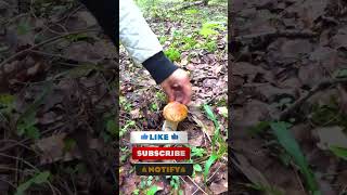 MOST DELICIOUS MUSHROOM KING BOLETE Boletus Reticulatus Boletus Aestivalis Shorts [upl. by Ocer]