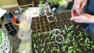 How to Easily Start Peas Indoors They are Ready in About 2 Weeks [upl. by Warfourd]