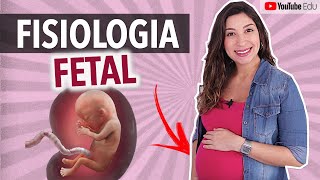 Fisiologia fetal Desenvolvimento dos órgãos e sistemas  Anatomia etc [upl. by Salohcim306]