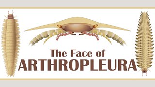 The Face of Arthropleura [upl. by Rehtae]