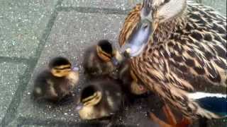 Mamma Anatra con i suoi piccoli anatroccoli duck cute sweet [upl. by Elleryt]