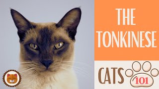 🐱 Cats 101 🐱 TONKINESE CAT  Top Cat Facts about the TONKINESE [upl. by Adaliah251]