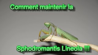 FIche Maintien  Sphodromantis Lineola [upl. by Yenahteb]