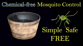 Natural Mosquito Control At Home with No Chemicals [upl. by Bowyer]