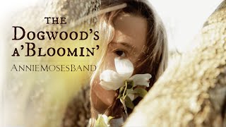 The Dogwoods aBloomin  Annie Moses Band Official Music Video [upl. by Mccarthy]