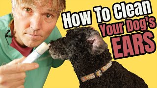 How to Clean Your Dogs Ears  Safe StepbyStep Tutorial [upl. by Wilkie]