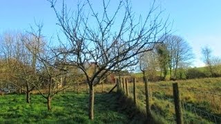 How to Prune Established Apple Trees [upl. by Mavis]