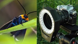 Using an LED Ring Light for Macro Photography [upl. by Darwin]