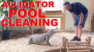 How I Clean The Alligator Pool [upl. by Diarmit]