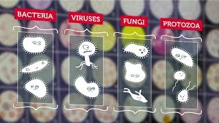 What Are Microbes  RMIT University [upl. by Alaham]