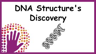 DNA Structures Discovery  Explained simply [upl. by Aynekal]