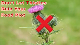 How to get rid of thistles in a food plot [upl. by Nosnaj]