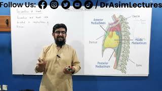 Mediastinum and Heart  Anatomy of Mediastinum and Heart  Mediastinum and heart Biology [upl. by Federica84]